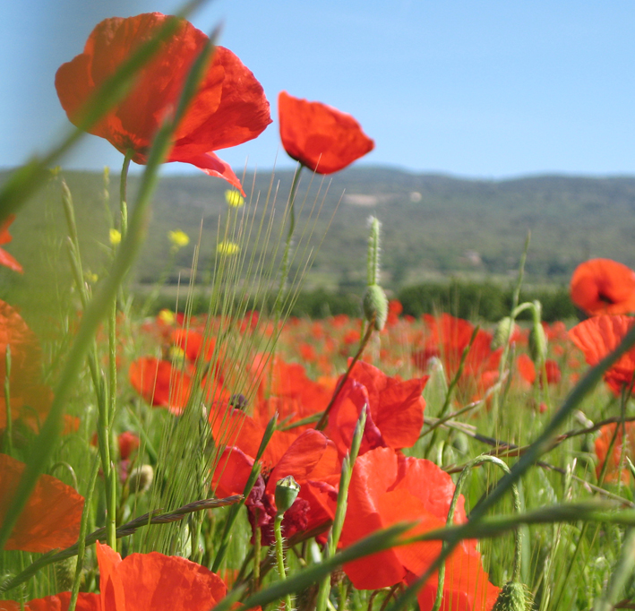 arts in provence Terry Thompson